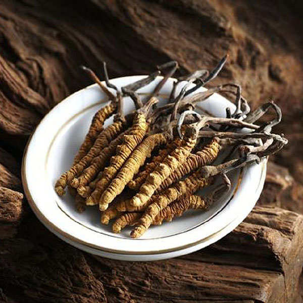 Đông trùng hạ thảo là loại thảo dược nổi tiếng trong y học cổ truyền